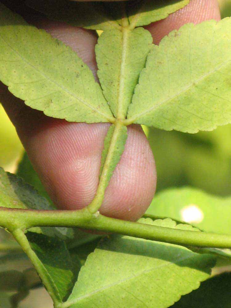              Petiole (Riverside, CA)       